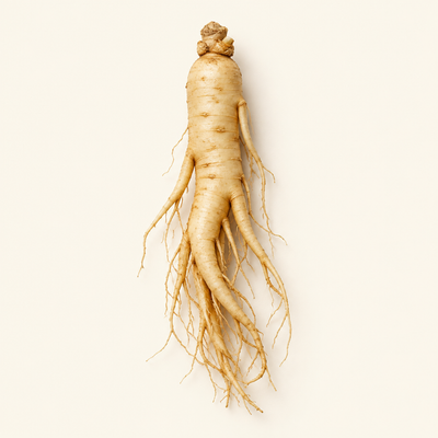 Ginseng root