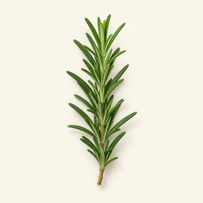 Fresh rosemary sprig