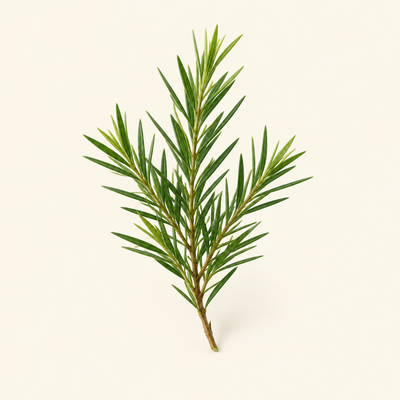 Tea tree sprig